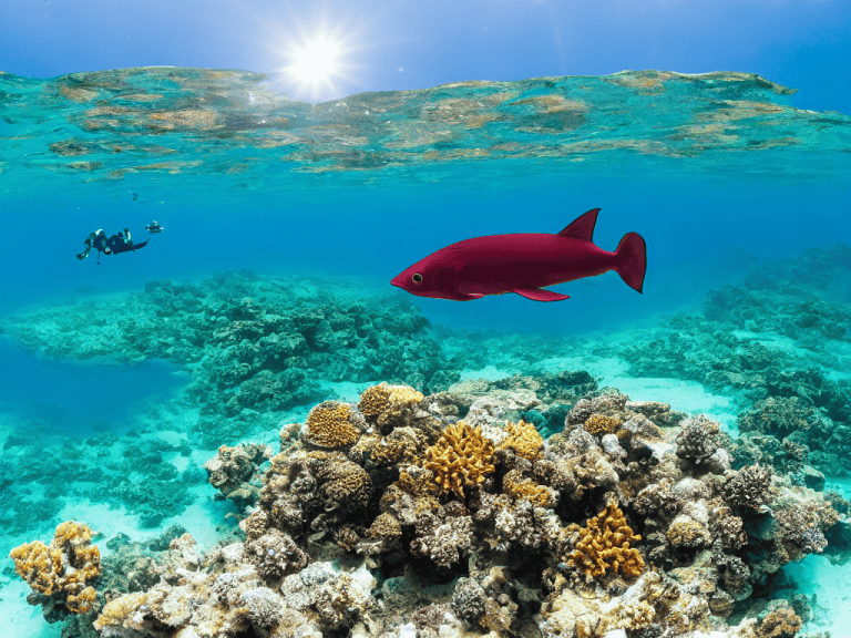 A Beginner’s Guide to Your First Liveaboard Scuba Diving Trip